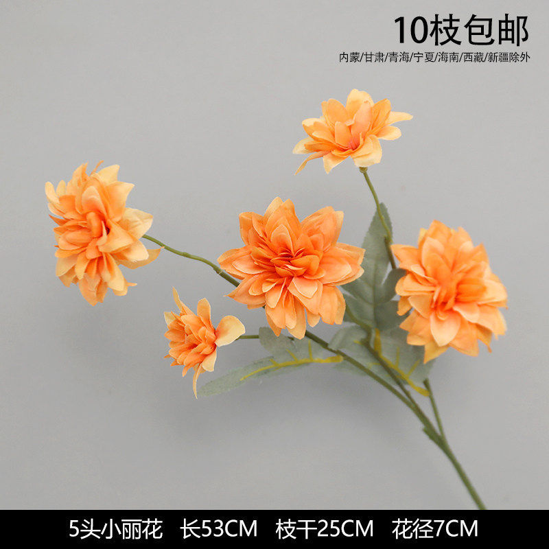 5头小丽花
