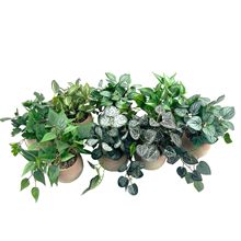 ֲG~С[辰Ҿ҃bĔzٻ