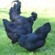 五黑鸡纯种活苗五黑鸡一斤活苗五黑鸡半斤苗绿壳蛋五黑鸡苗养殖场