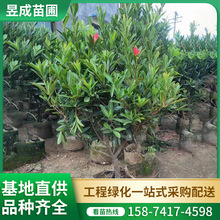 四季杜鹃茶花苗圃直供户外耐寒别墅庭院观赏四季常绿植物杜鹃茶花