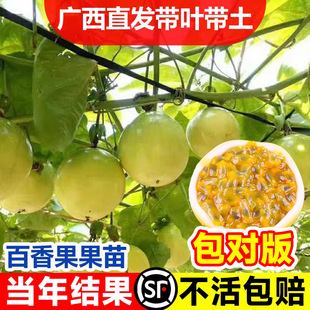 18 Yuan for 2 Qinmi No. 9 Golden Passion Fruit Tree Seedlings, Pure Sweet Extra-Large Potted Grafted Seedlings That Bear Fruit All Year Round