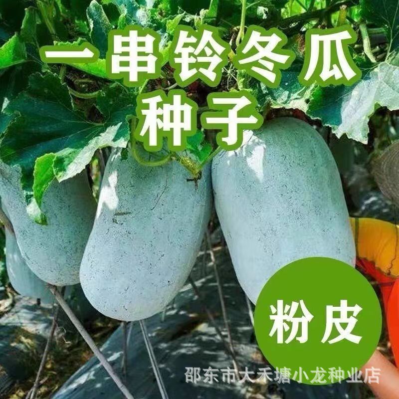 A string of bell wax gourd seeds white skin small wax gourd vegetable seeds flour skin high yield farm vegetable garden four seasons balcony field