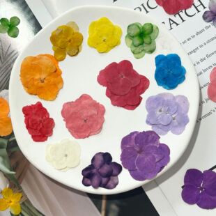 Hydrangea Dried Flower Baffle Children's Handmade DIY Drop Glue Mobile Phone Shell Paste Face Petal Makeup Plant Specimen Embossed