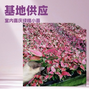 Base Supply Office Home Indoor Green Plants Thick Ribbed Grass Geely Red Tissue Culture Seedlings Manufacturer Flower Seedlings Wholesale
