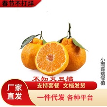 早熟黄岩无核蜜桔苗嫁接桔子树苗甜橘子黄岩蜜桔果树苗当年结果树