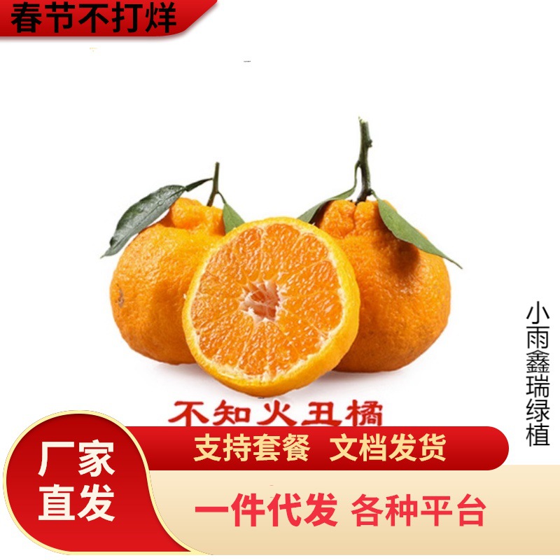 早熟黄岩无核蜜桔苗嫁接桔子树苗甜橘子黄岩蜜桔果树苗当年结果树