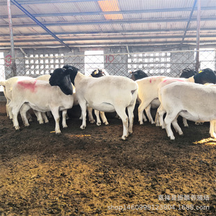 �L�ݿ�ĺ��^ �Ų��d�����N����ް׳��ڵ� ��ֳ����N��