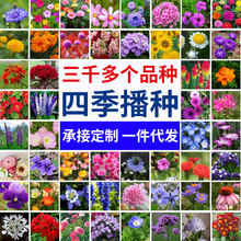 跨境热销小包装花卉种子四季通用易种家庭园艺班级种植新手芽率高