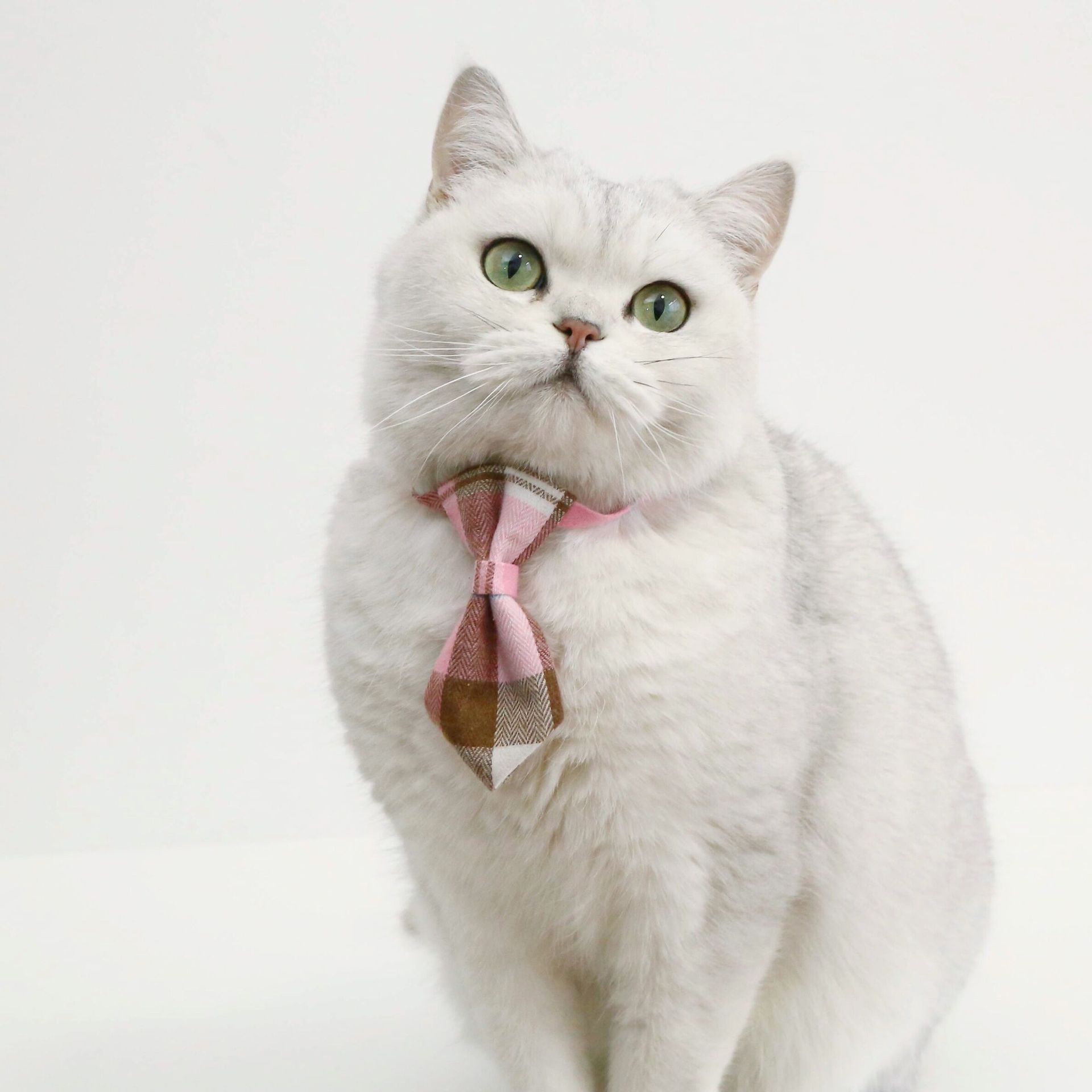 wholesale pet British style subcollar adjustable butterfly tie cat collarpicture4