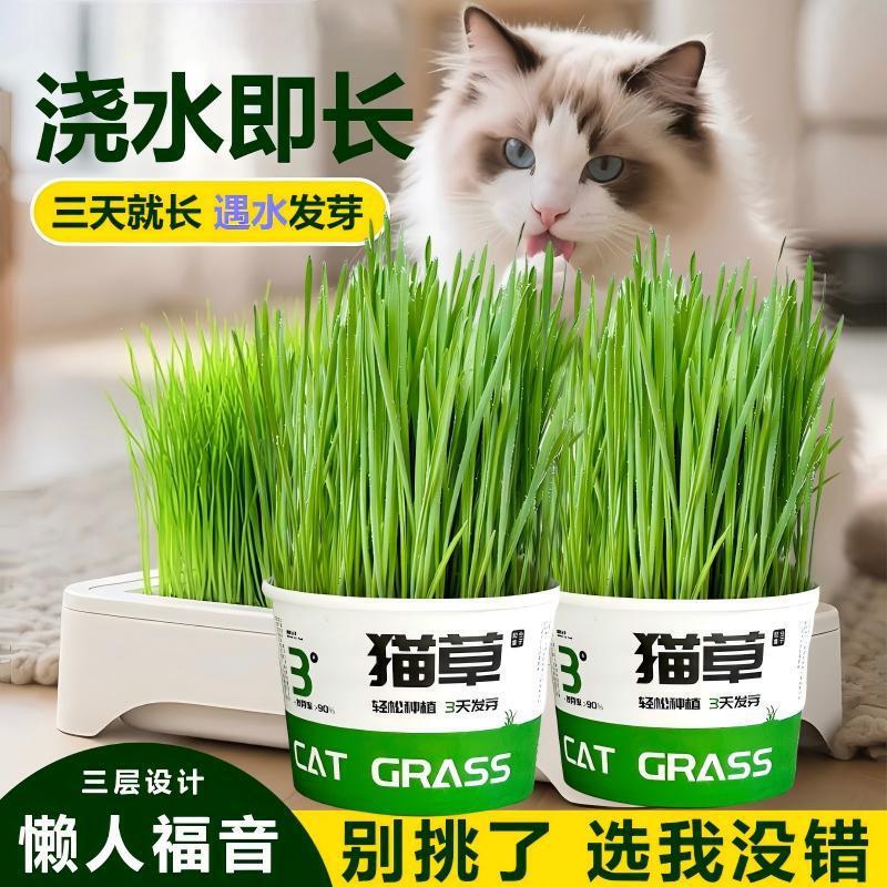 Lazy Person Instant Noodles Cat Grass Potted Seeds Catnip Cat Supplies Complete Snacks Easy and Gentle Hair Removal Grass Hair