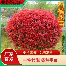 һlt~ʯt^ľɭŮؑ߅SGhľ