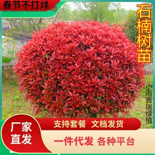 һ�����l�t�~ʯ���t���^ľ��ɭŮؑ��߅�S�����G����h����ľ