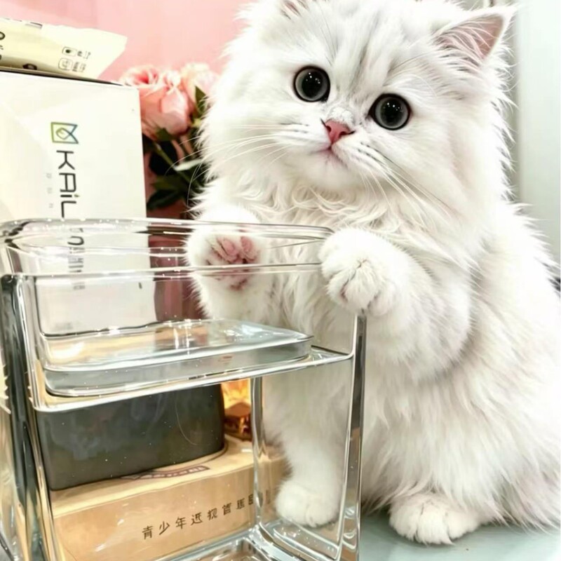 Cat Water Drinking Device | High borosilicate transparent square tank can not only be used to raise fish but also entice cats to drink water without resisting