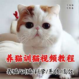 养猫训猫教程入门养猫家庭指南教学驯猫宝典注意事项培训视频教程