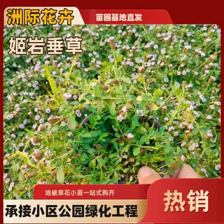 姬岩垂草  园晶草 地被护坡植物   不怕踩的草坪  庭院民宿花境植