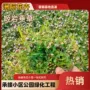 地被庭院护坡植物花境