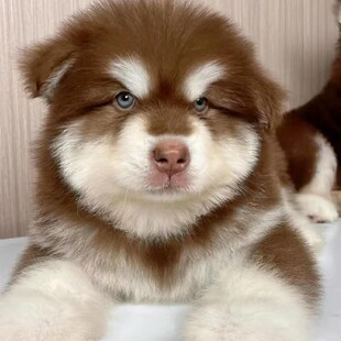 �pѪ�y����˹��Ȯ���w���w����Ȯ�ܰ氢��˹�ӌ��ﹷ�����l�r��