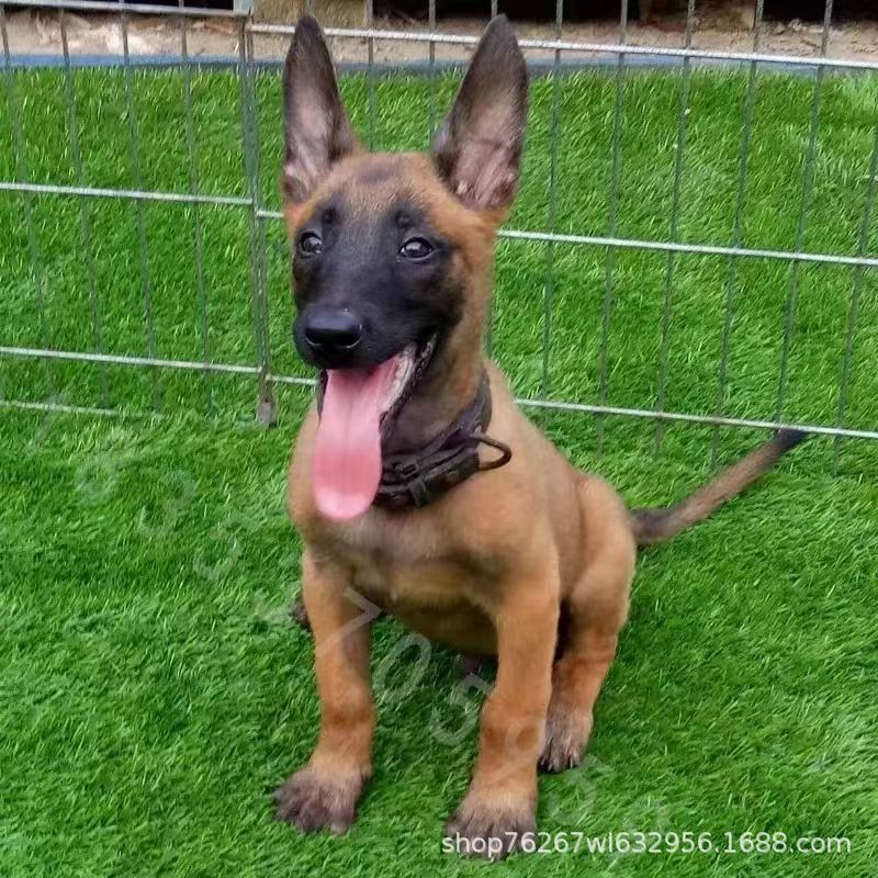 Wholesale Purebred Belgian Malinois Live Puppies Dogs Pet Dogs Working Dogs Puppies Working Performance