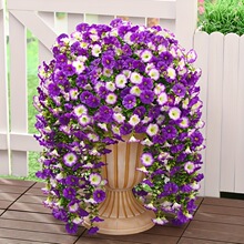 A 47511 Eucalyptus morning glory wall vine �ȼ���ǣţ���ڹ�