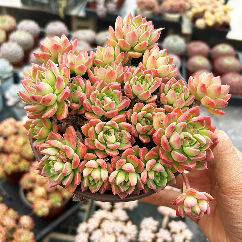 마커스 멀티헤드 10cm+