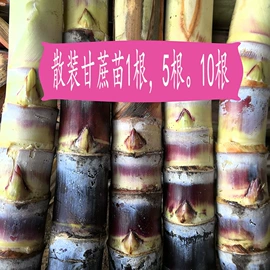 新鲜龙眼;干果生货;桂圆干