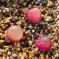Каменный цветок PP приклад цветок Мао Ханни колокольчик лампа пустой Carver O Bubble мясной конус каменный цветок оптом