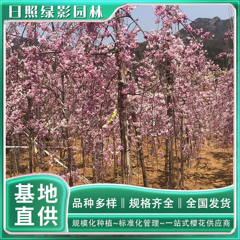 Восьмикратная красная ветка висит вишневый цвет посадочная база зеленый теневой сад 4 см Восьмикратная красная ветка висит вишня сколько стоит дерево