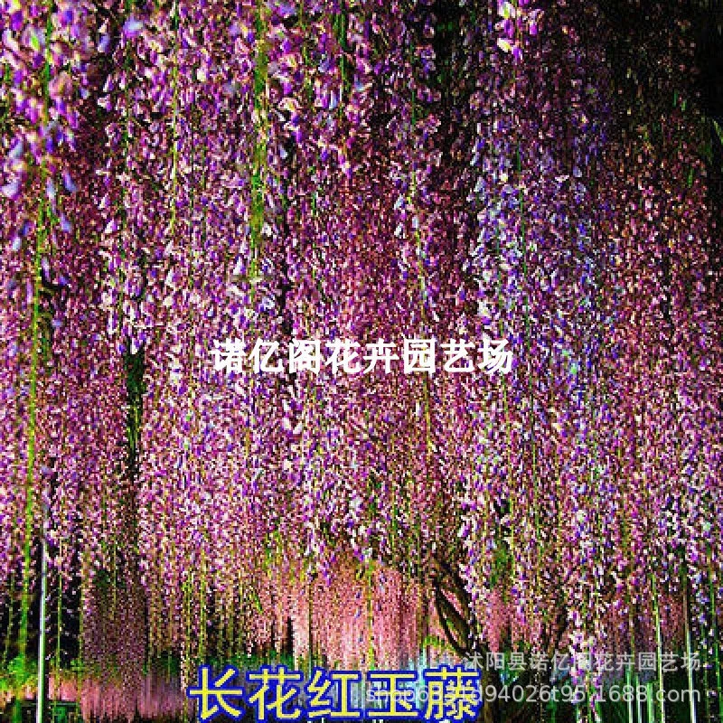 Глициния цветочный саженец Четыре сезона цветение вьющийся ротанг зеленое растение фиолетовый ротанг цветы в горшках балкон сад крытый и открытый корпус