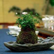 ���¼��Nޱ�ļ��_��̦�\������̦��΢�辰΢���ձ����㻨��ֲ��