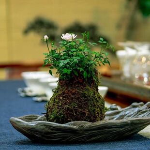 ���¼��Nޱ�ļ��_��̦�\������̦��΢�辰΢���ձ����㻨��ֲ��