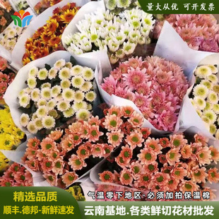 ��ɫС�r���r�����l���ֱ�l���^С�ջ������~�R��˹�ջ������L