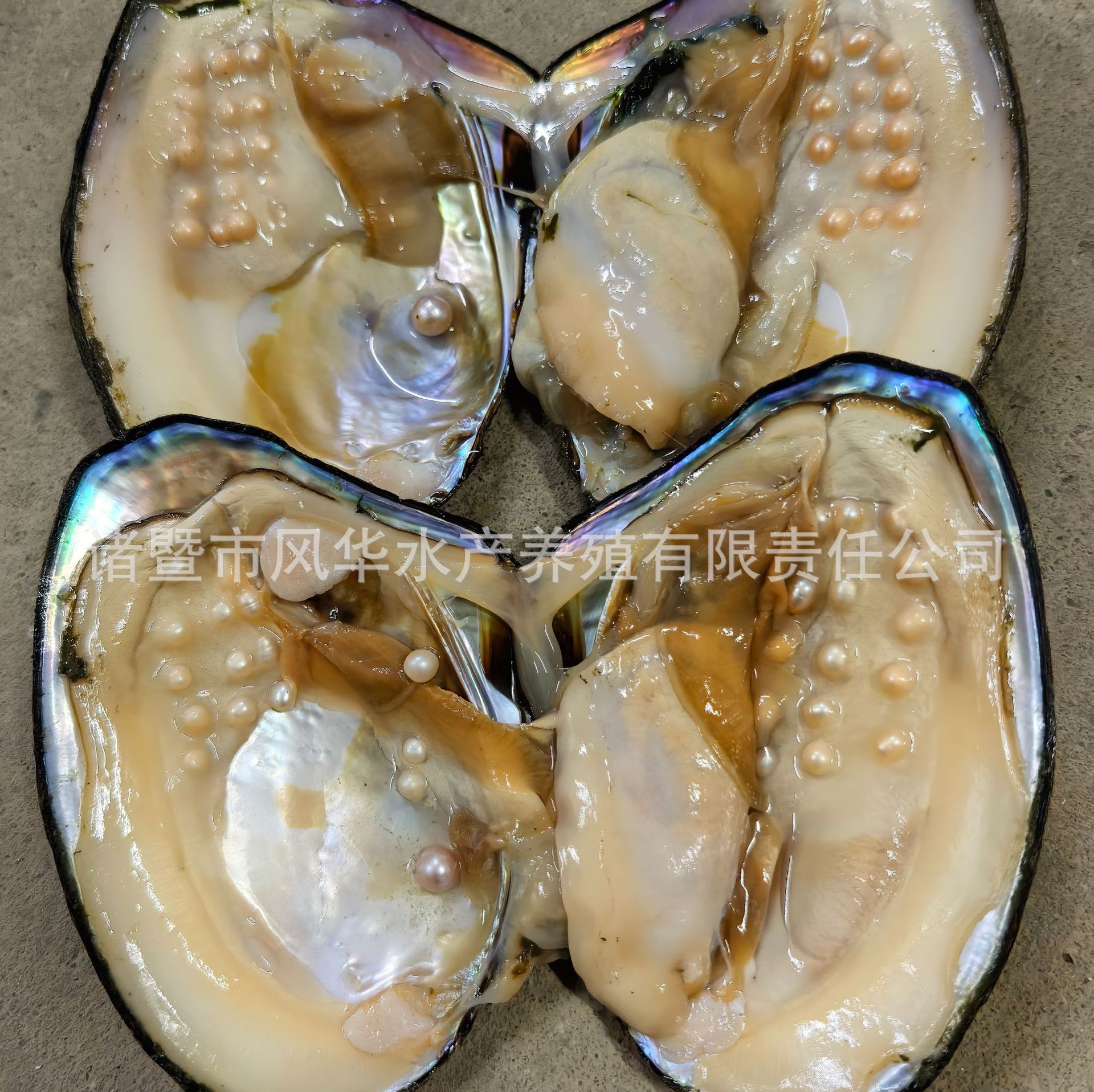 หอยลายหลายเม็ดและเม็ดเดี่ยว (มีโอกาสที่จะมีเม็ดเดี่ยวอยู่ตรงกลาง โดยเม็ดหลายเม็ดมักมีขนาดประมาณ 5-8 มม. และเม็ดเดี่ยวมักมีขนาดประมาณ 9-13 มม.)