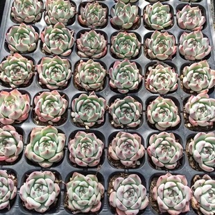 Chihuahua Succulent Plant Novice Combination Set Super Cute Succulent Explosive Pot Office Potted Florals