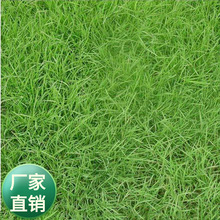 批发狗牙根巴根草爬根草脱壳净子 多年生耐践踏草坪草籽草皮