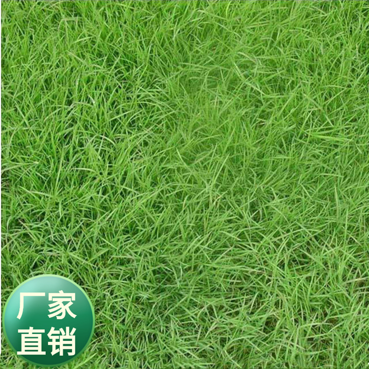 批发狗牙根巴根草爬根草脱壳净子 多年生耐践踏草坪草籽草皮