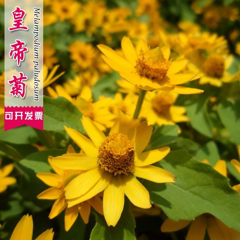 Семена хризантемы императора Четыре сезона Посев Легко жить Крытый балкон Горшечные садовые цветы Семена цветов Семена хризантемы