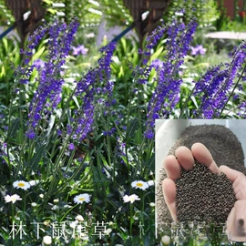 种子;草种子;草坪