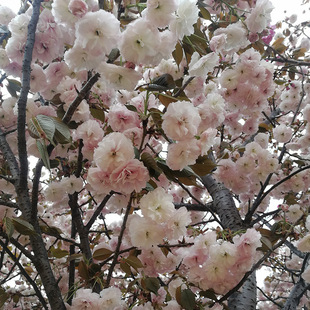 ɽ�|���t��ѻ���GӰ�@�֙ѻ��Nֲ�a�� 9�������t�����ʲô�r��