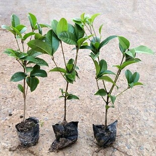 �𻨘��� ���������҃��⻨�ܾGֲ ��𵤹������ļ������