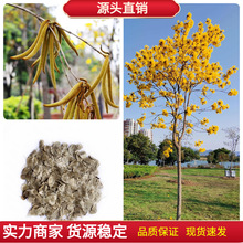 林木树种籽黄花风铃木种子风铃木种子风景树绿化苗木种子四季播种
