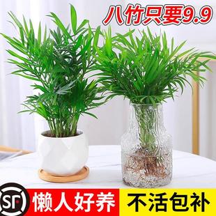 Pocket Coconut Hydroponic Plant, Rich Coconut Potted Green Plant, Indoor Water-Grown Flower, Sunflower Foliage Small Bonsai