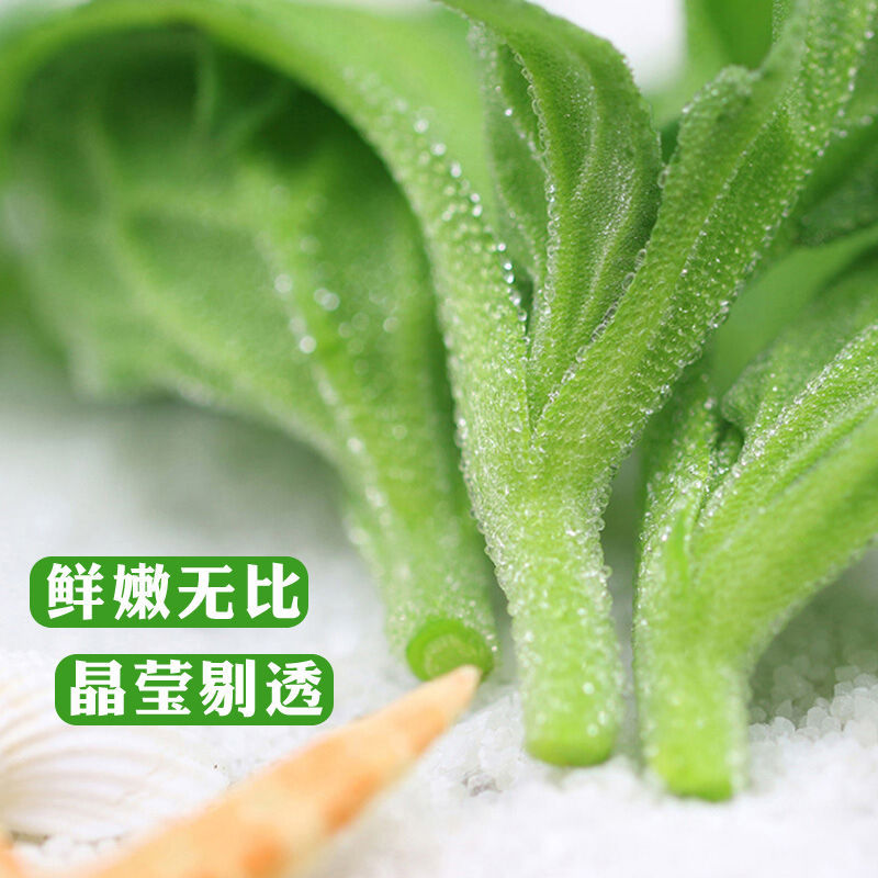 山东新鲜冰菜冰草农家凉拌蔬菜火锅食材即食生吃沙拉菜冰叶直发