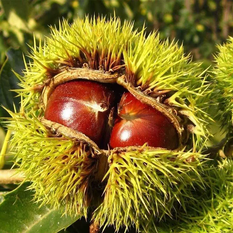 迁西新鲜生栗子新鲜生板栗油栗子结婚用新鲜栗子栗子批发一件批发