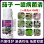 农用微生物茄子菌剂茄子