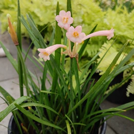 盆栽;一二年生花卉;灌木