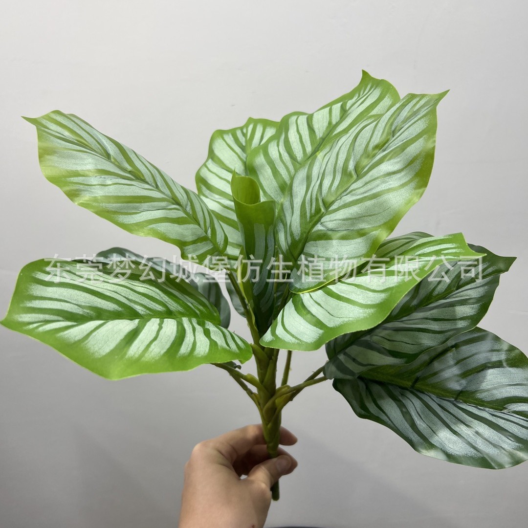 Paquete de mango de hoja de Manzana Grande