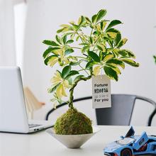 ���~���_ľ̦�\�����ֲ���҃Ⱥ��Bֳ�k�����������ԃ����՚⻨�~