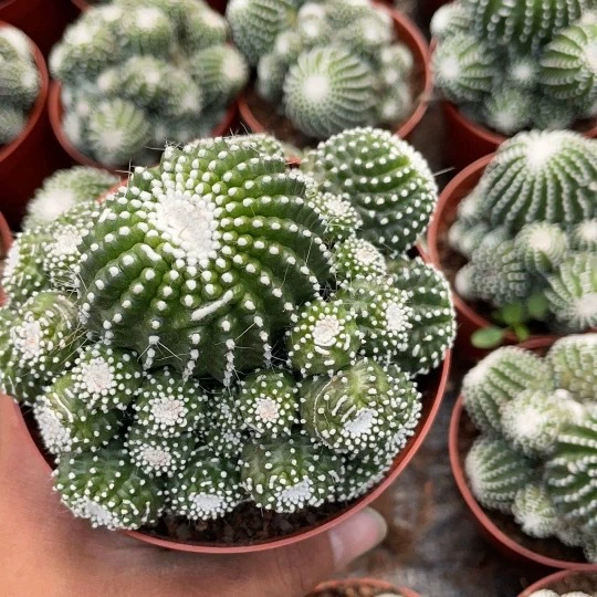 Оптовые продажи кактусов закрытый балкон офис Настольный кактус сосна Нефритовая роса без шипов не колут руки легко поднять