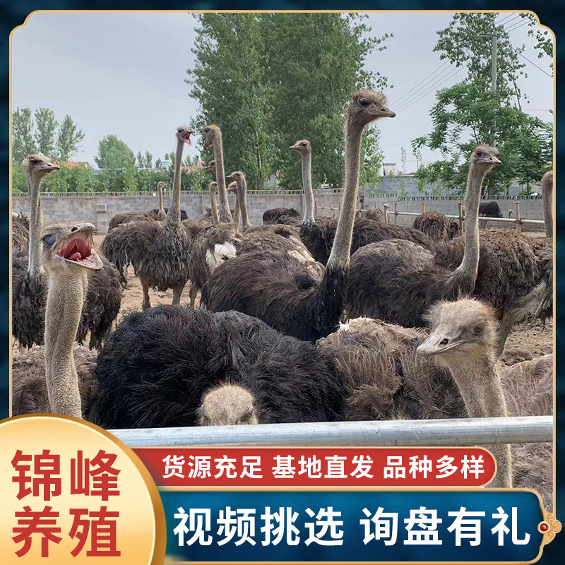 活体出售景区观赏成年鸵鸟一对下蛋鸵鸟鸵鸟苗鸵鸟养殖场