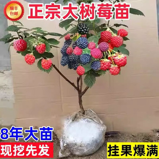 ��ݮ���p�������ӹ��������Ե����ϱ����Nֲ����Y���t�S�ژ�ݮ��